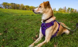 Everything You Need to Know About Dog Harnesses
