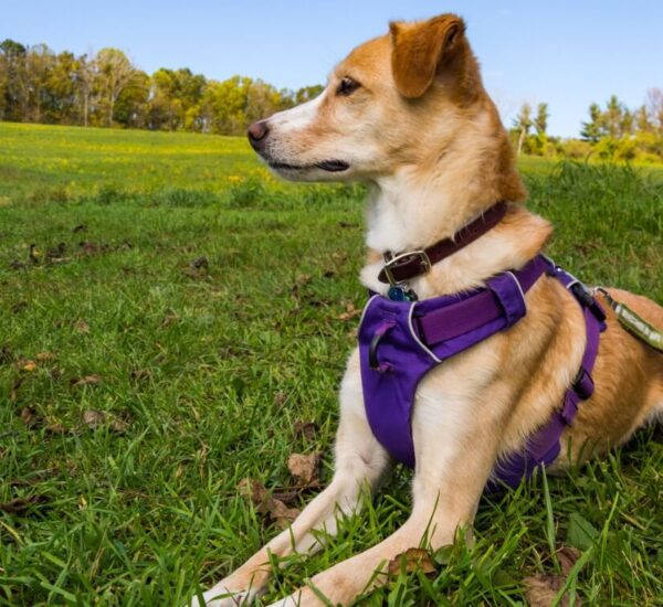 Dog Harnesses
