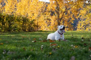 How to Make a Custom Design Dog Harness