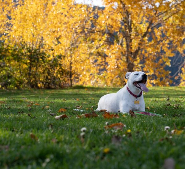dog leash and collar set