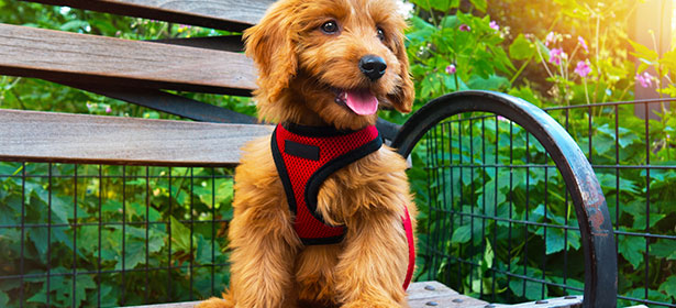 waist dog leash