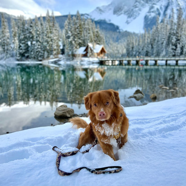 Canadian Rockies Dog Leash '23 Series