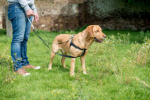 Guide to Dog Leashes – Finding the Perfect Match for Your Pup