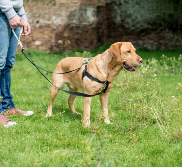 dog leash canada