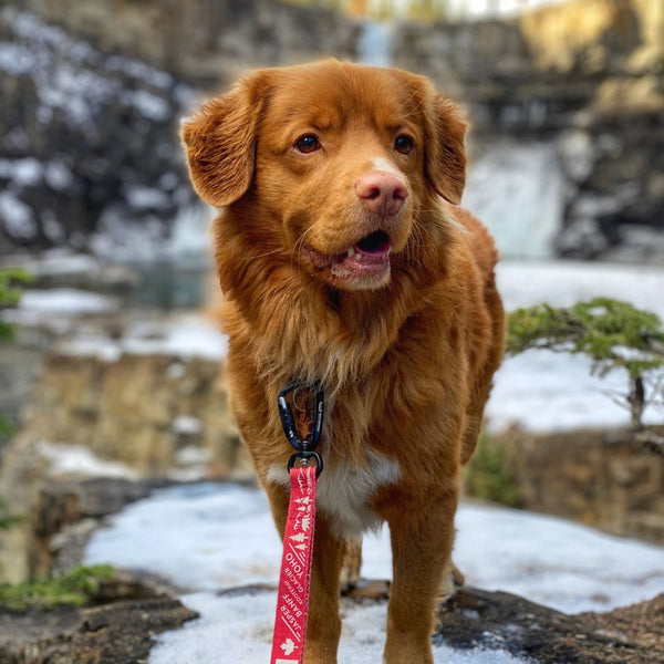 Canadian Rockies Dog Leash
