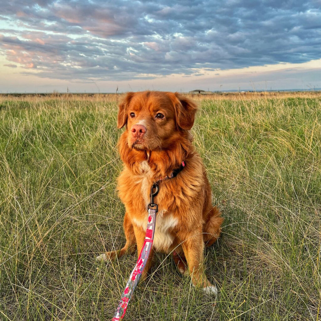 Canadian Rockies Dog Leash
