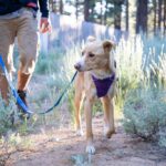 Guide to Dog Leashes – Finding the Perfect Match for Your Pup