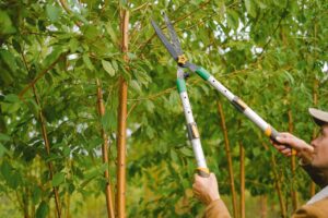 Tree Doctors Offering Comprehensive Tree Care Services